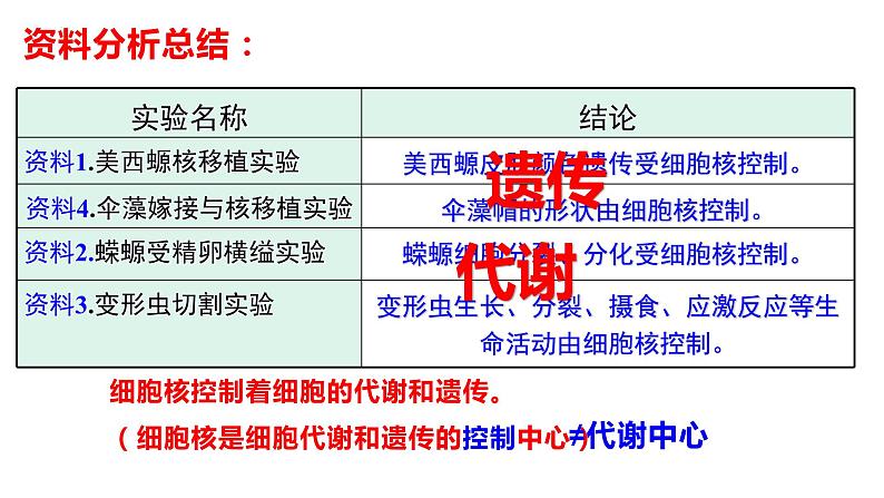 2024届高三生物一轮复习课件 第4讲 细胞核第7页