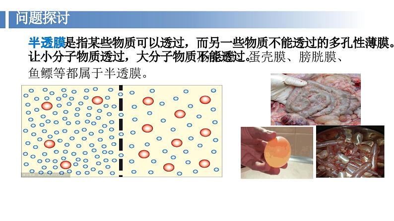 2024届高三生物一轮复习课件 第5讲 物质的输入与输出第7页