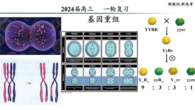 2024届高三生物一轮复习课件基因重组第1页