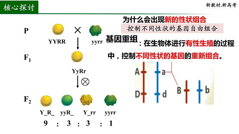 2024届高三生物一轮复习课件基因重组第2页