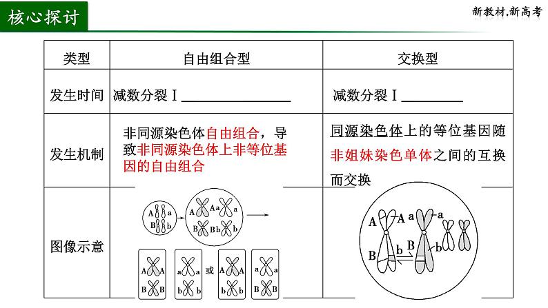 2024届高三生物一轮复习课件基因重组第3页