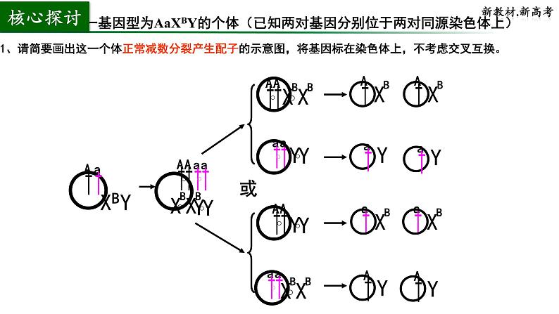 2024届高三生物一轮复习课件基因重组第4页