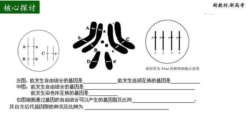 2024届高三生物一轮复习课件基因重组第5页