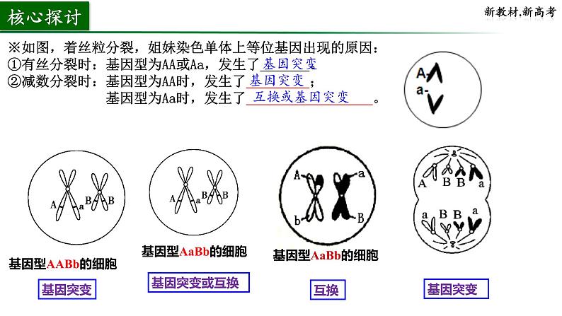 2024届高三生物一轮复习课件基因重组第6页