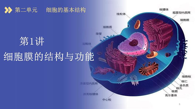 2024届高三生物一轮复习课件细胞膜的结构与功能第3页