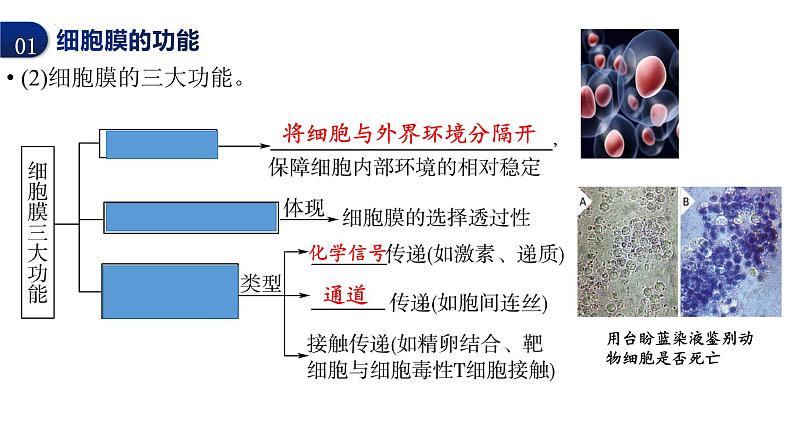 2024届高三生物一轮复习课件细胞膜的结构与功能第5页