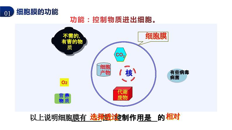 2024届高三生物一轮复习课件细胞膜的结构与功能第6页