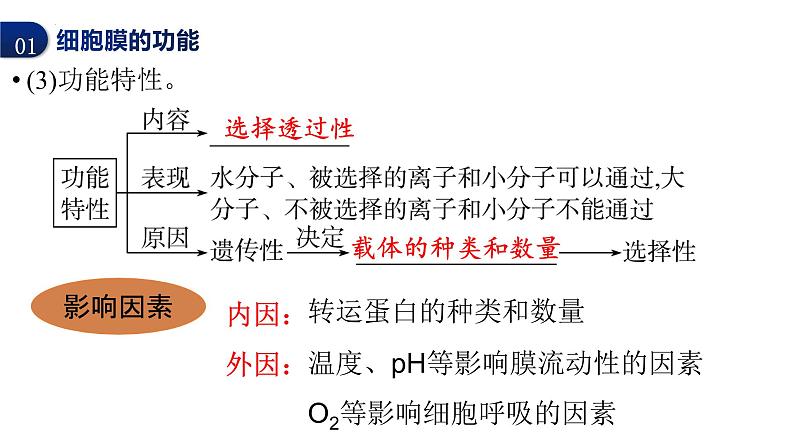 2024届高三生物一轮复习课件细胞膜的结构与功能第7页