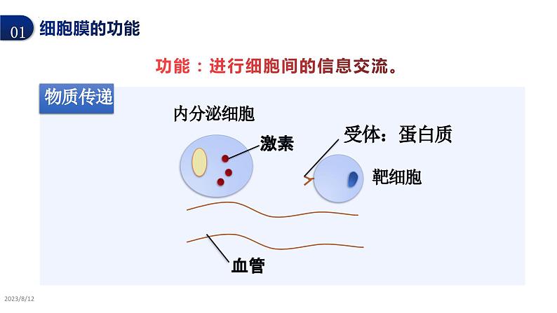 2024届高三生物一轮复习课件细胞膜的结构与功能第8页