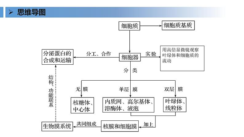 2024届高三生物一轮复习课件细胞器之间的分工合作（第1课时）第3页