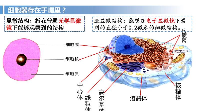 2024届高三生物一轮复习课件细胞器之间的分工合作（第1课时）第4页