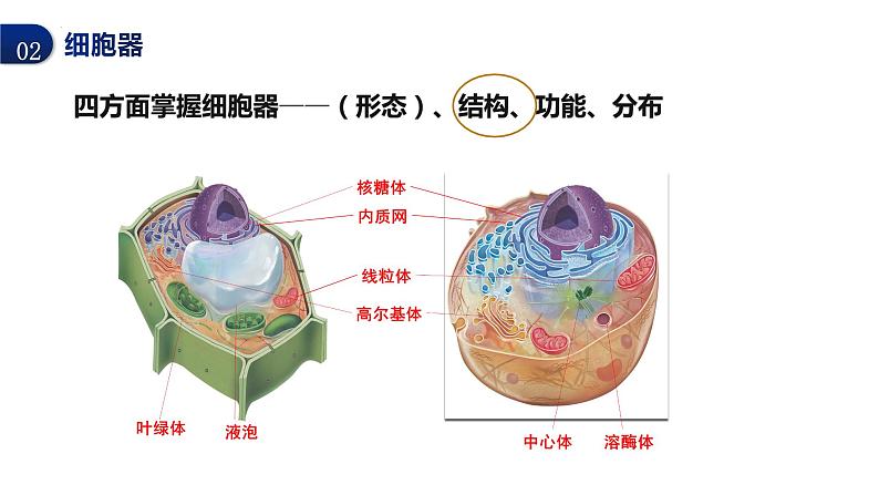 2024届高三生物一轮复习课件细胞器之间的分工合作（第1课时）第7页