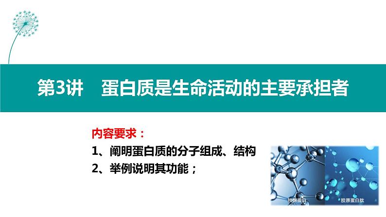 2024届高三生物一轮复习课件蛋白质和核酸第1页