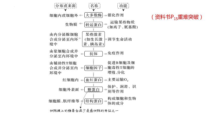 2024届高三生物一轮复习课件蛋白质和核酸第3页