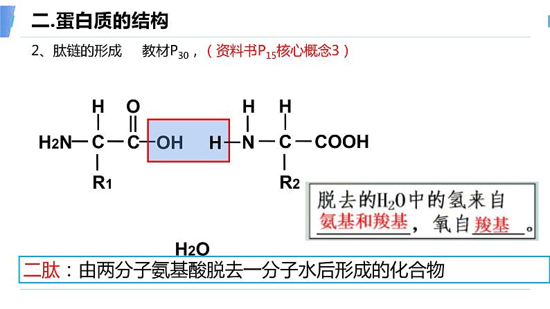 2024届高三生物一轮复习课件蛋白质和核酸第8页