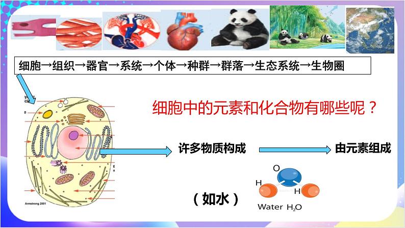 人教版高中生物必修一 2.1《细胞中的元素和化合物》  (课件)02