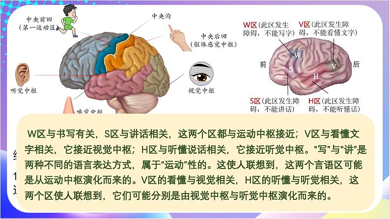 人教版高中生物必修一 2.5《脑的高级功能》（课件）07