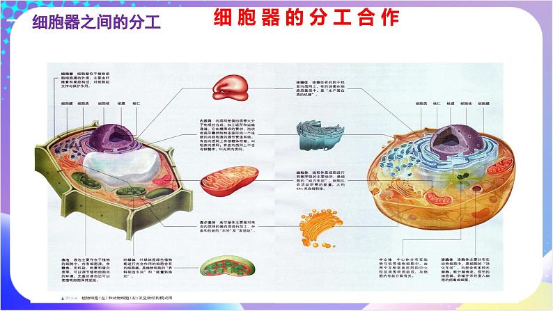 人教版高中生物必修一 3.2《细胞器之间的分工合作》（课件)04