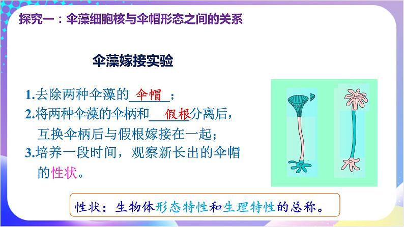 人教版高中生物必修一 3.3 《细胞核的结构和功能》（课件）04