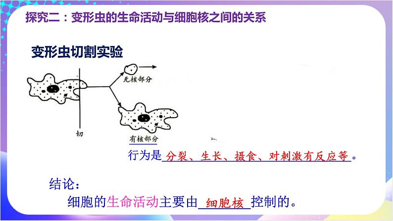 人教版高中生物必修一 3.3 《细胞核的结构和功能》（课件）08