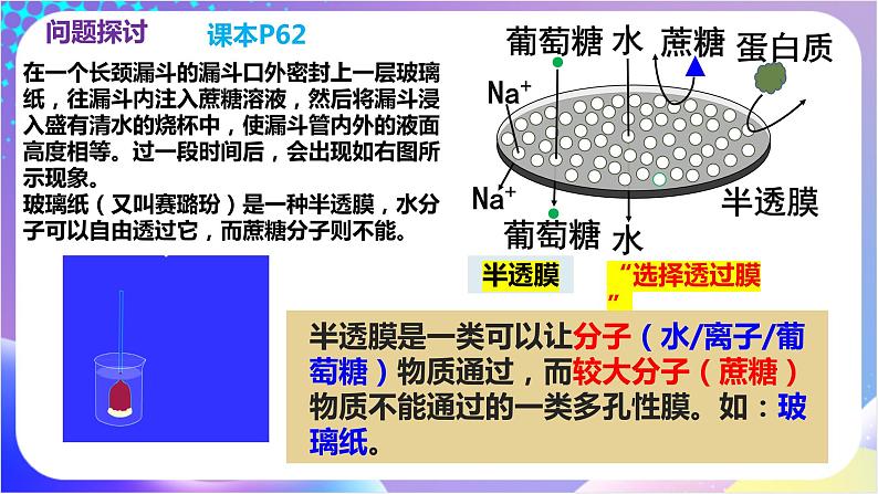 人教版高中生物必修一 4.1《被动运输》（课件）05