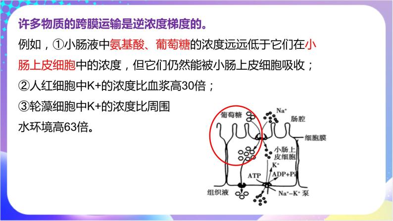 人教版高中生物必修一 4.2《主动运输与胞吞胞吐》（课件）04