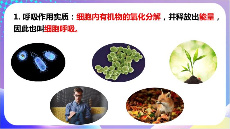 人教版高中生物必修一 5.3《细胞呼吸的原理和应用》（课件）04