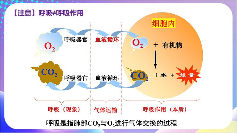 人教版高中生物必修一 5.3《细胞呼吸的原理和应用》（课件）05