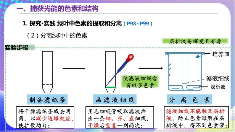 人教版高中生物必修一 5.4《光合作用与能量转化》（课件）05