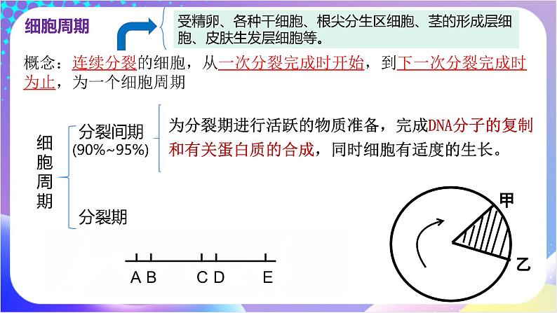 人教版高中生物必修一 6.1《细胞的增殖》（课件）06