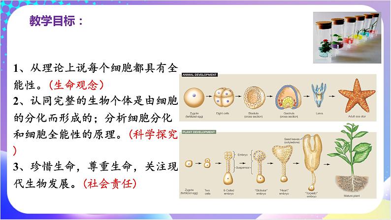 人教版高中生物必修一 6.2 《细胞的分化》(课件)02