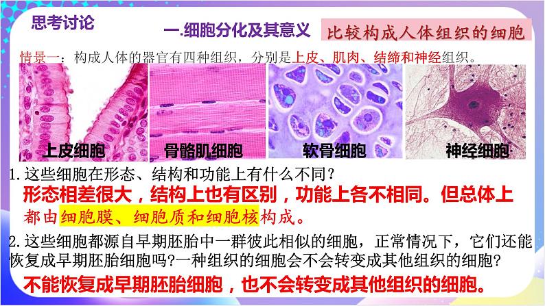 人教版高中生物必修一 6.2 《细胞的分化》(课件)04