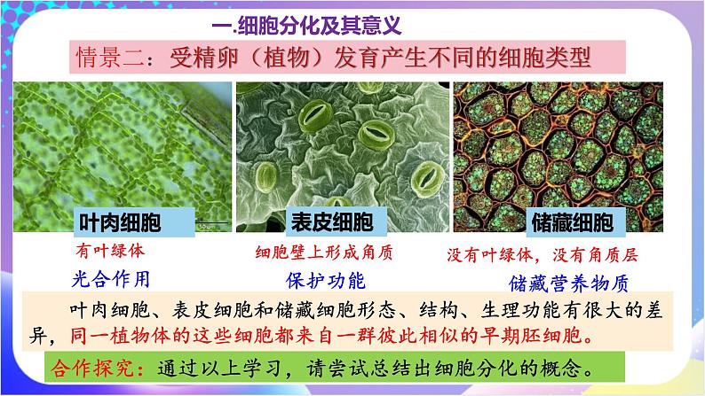 人教版高中生物必修一 6.2 《细胞的分化》(课件)05