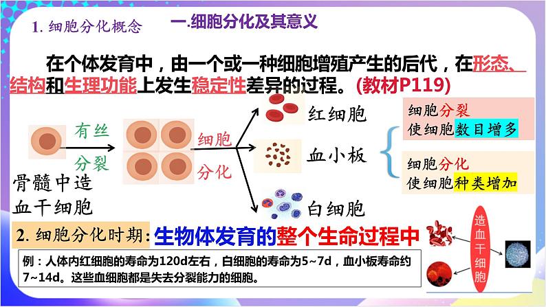 人教版高中生物必修一 6.2 《细胞的分化》(课件)06