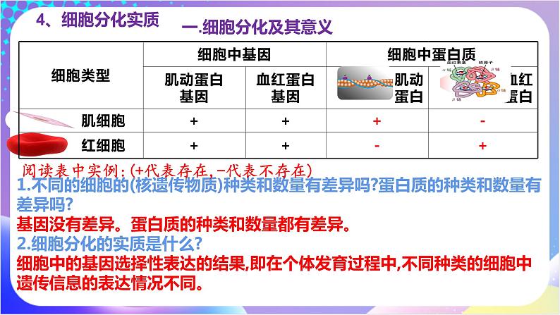 人教版高中生物必修一 6.2 《细胞的分化》(课件)08