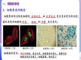 人教版高中生物必修一 6.3《细胞的衰老和死亡》课件