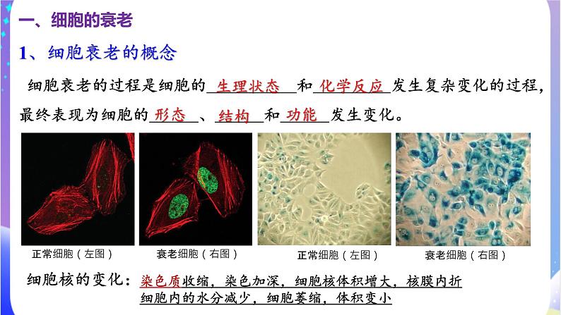 人教版高中生物必修一 6.3《细胞的衰老和死亡》课件05