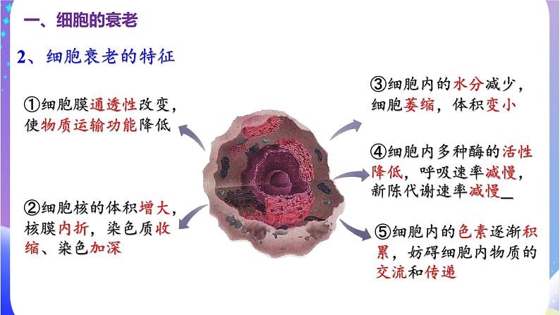 人教版高中生物必修一 6.3《细胞的衰老和死亡》课件06