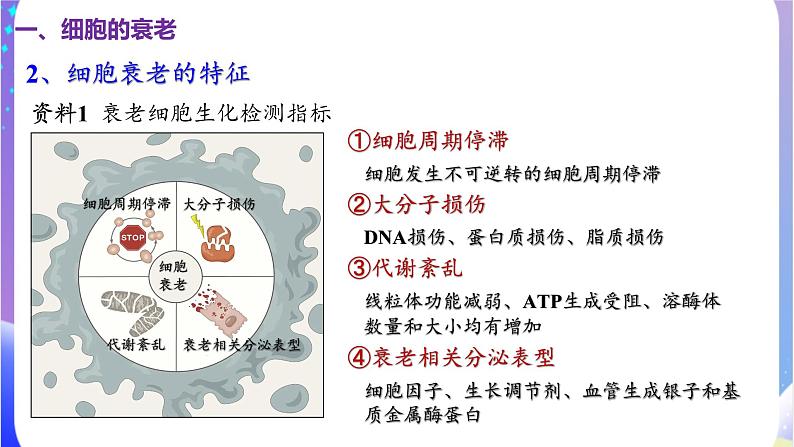 人教版高中生物必修一 6.3《细胞的衰老和死亡》课件07