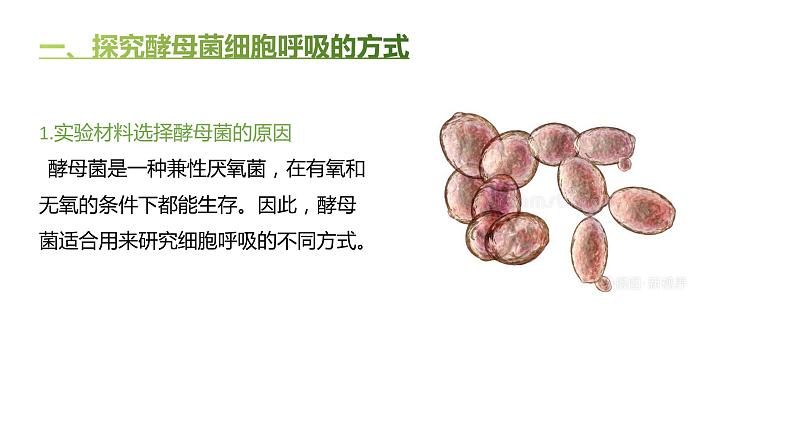 高中生物人教版（2019）必修1第五章5.3《细胞呼吸的原理和应用》课件+同步练习03