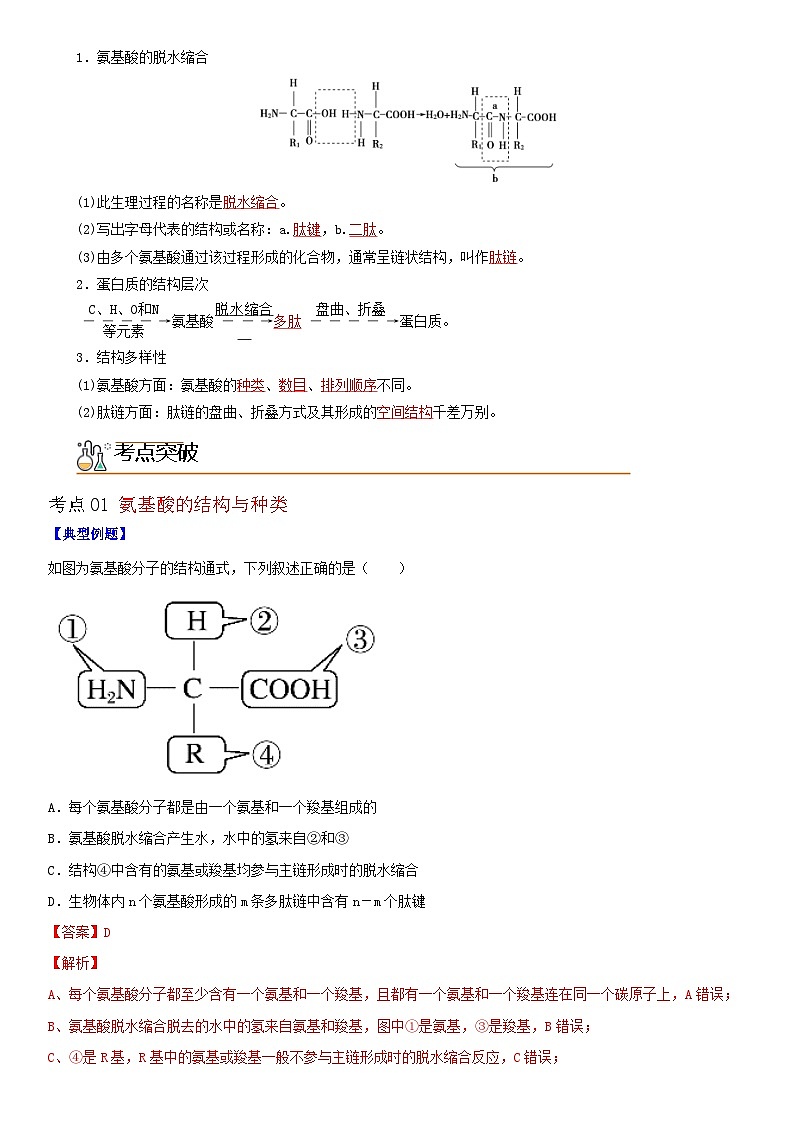 人教版高中 生物(必修一) 同步精品讲义2.4 蛋白质是生命活动的主要承担者（2份打包，原卷版+教师版）02
