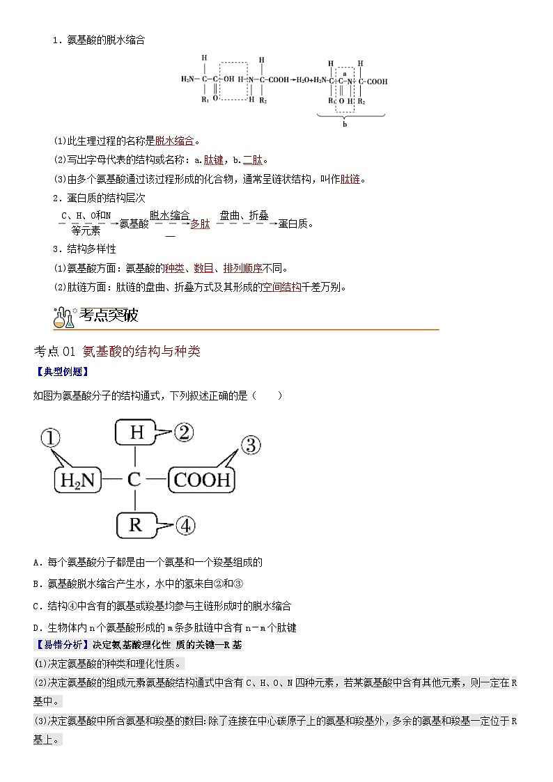 人教版高中 生物(必修一) 同步精品讲义2.4 蛋白质是生命活动的主要承担者（2份打包，原卷版+教师版）02