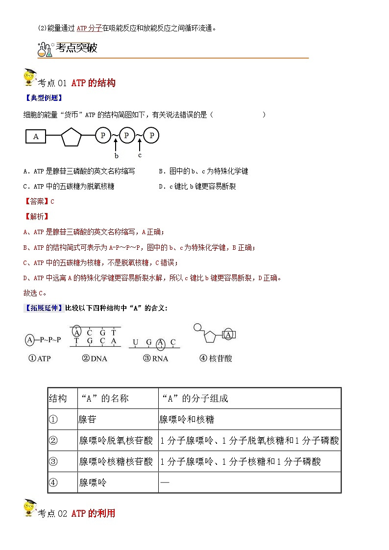 人教版高中 生物(必修一) 同步精品讲义5.2 细胞的能量“货币”ATP（2份打包，原卷版+教师版）02