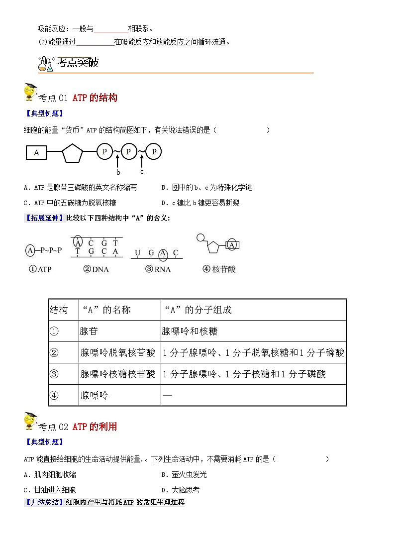 人教版高中 生物(必修一) 同步精品讲义5.2 细胞的能量“货币”ATP（2份打包，原卷版+教师版）02