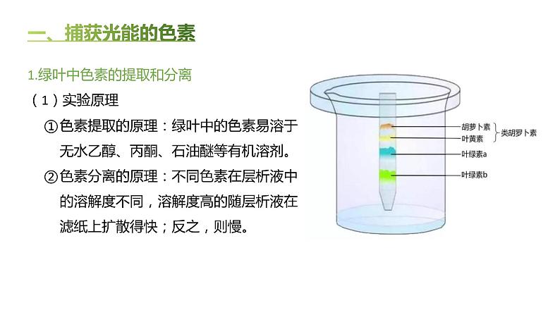 高中生物人教版（2019）必修1第五章5.4《光合作用与能量转化》课件+同步练习03