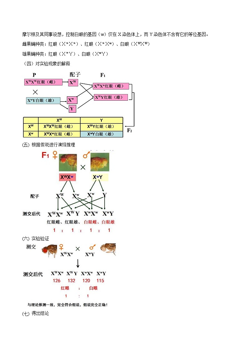 人教版(必修二)高中生物同步精品讲义2.2 基因在染色体上（2份打包，原卷版+教师版）03