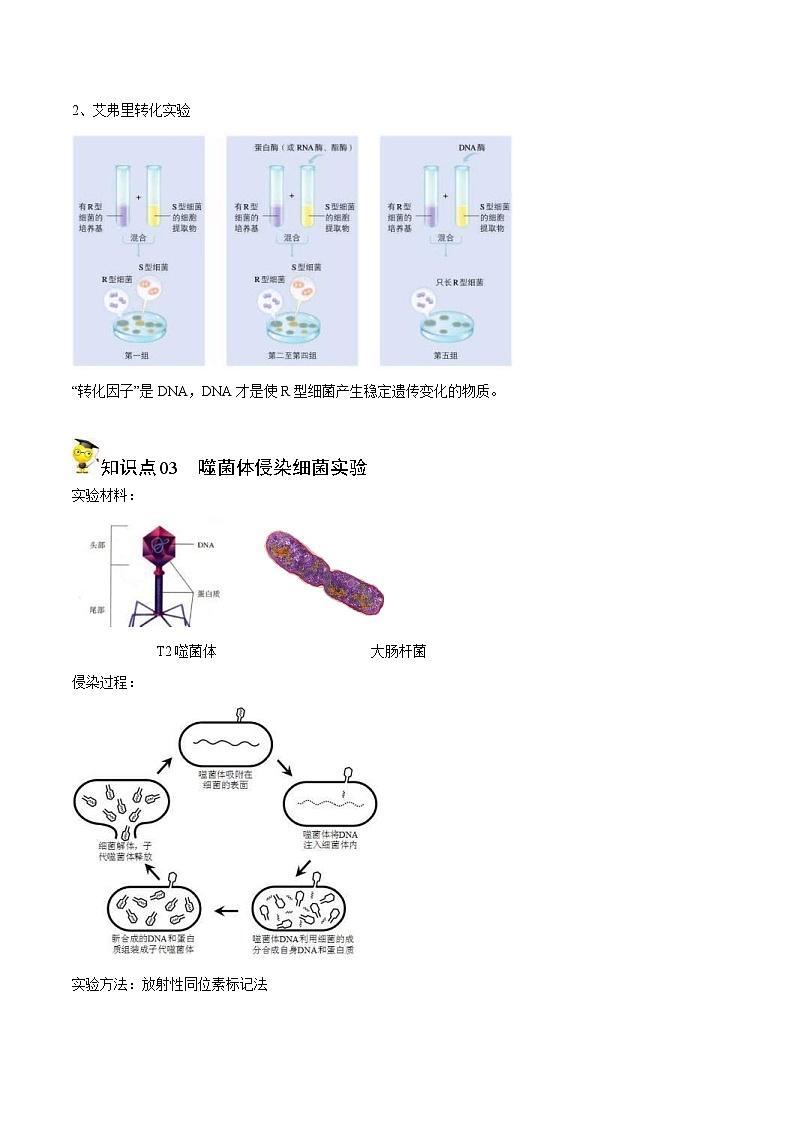 人教版(必修二)高中生物同步精品讲义3.1 DNA是主要的遗传物质（2份打包，原卷版+教师版）03
