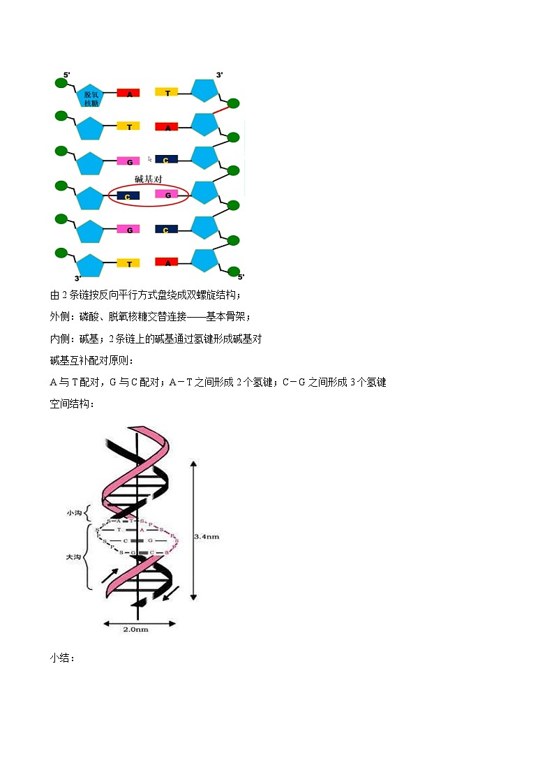 人教版(必修二)高中生物同步精品讲义3.2 DNA的结构（2份打包，原卷版+教师版）03