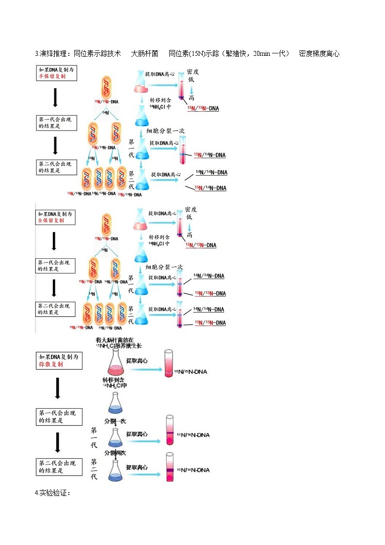 人教版(必修二)高中生物同步精品讲义3.3 DNA的复制（教师版）第2页