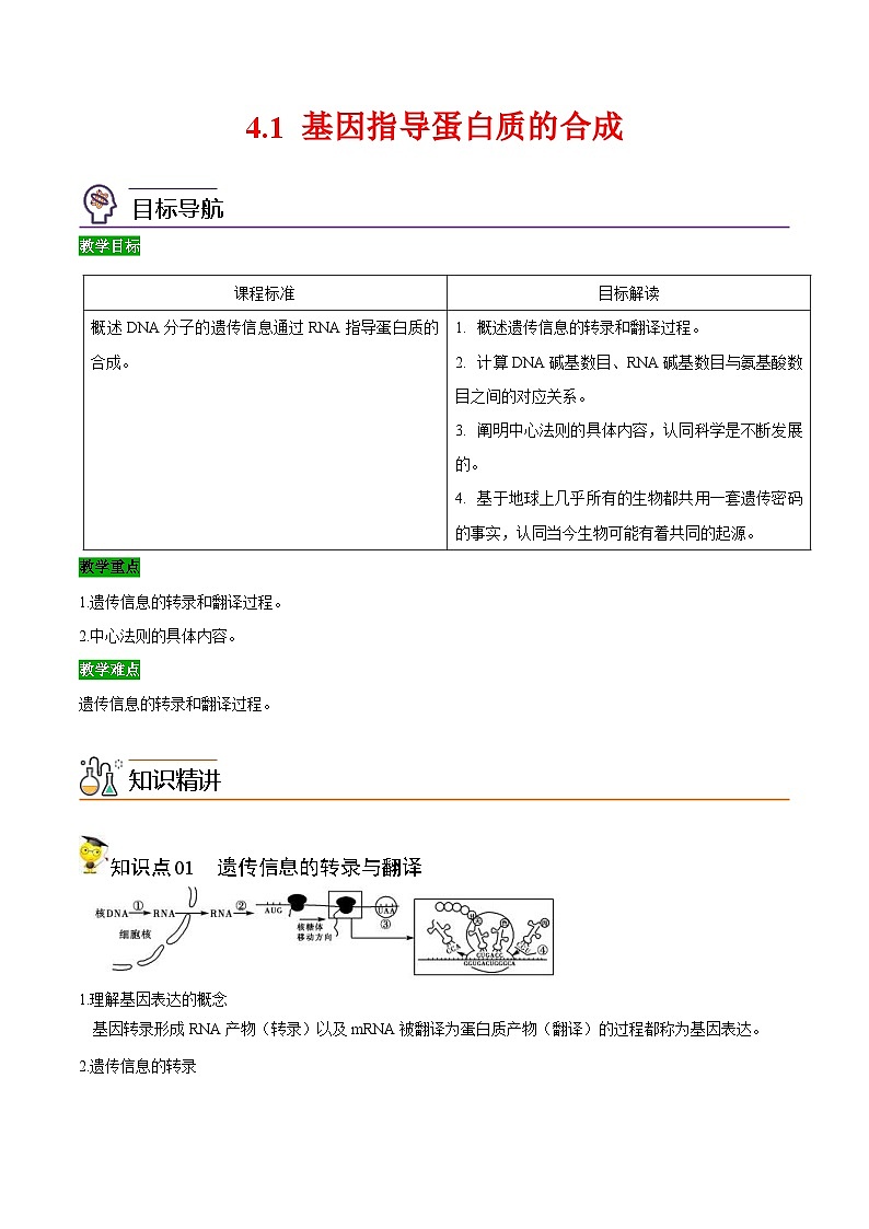 人教版(必修二)高中生物同步精品讲义4.1 基因指导蛋白质的合成（原卷版）第1页